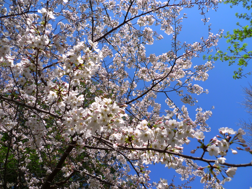 桜＠北大江公園
