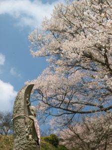 お地蔵さんと千年桜