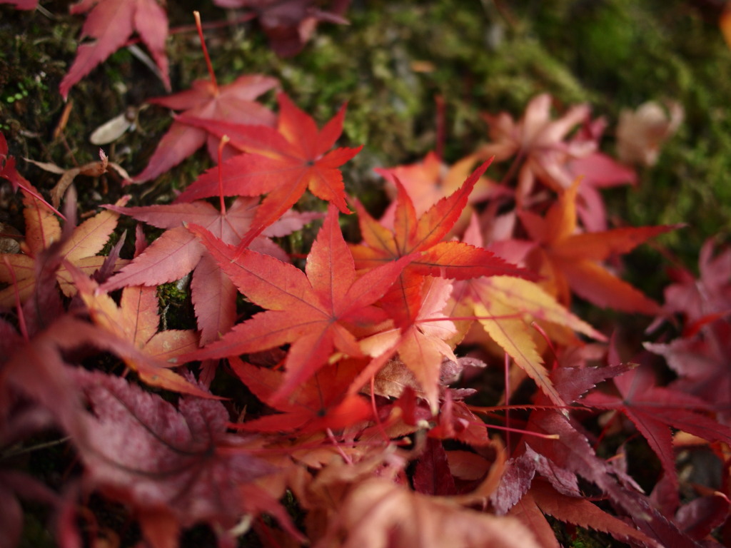 落葉（Pana20mmで）