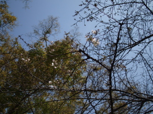 ソメイヨシノ（ちょこっと咲いています。）