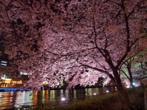 夜桜＠南天満公園