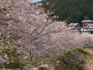 宇陀川沿いの桜